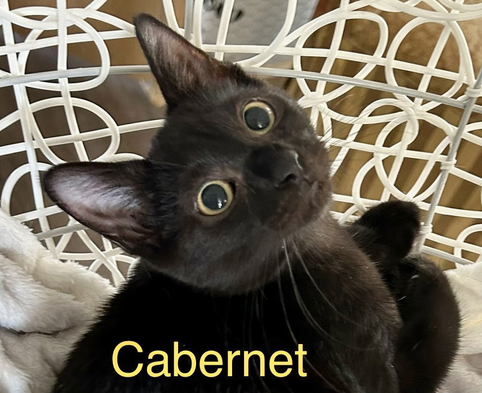 Cabernet