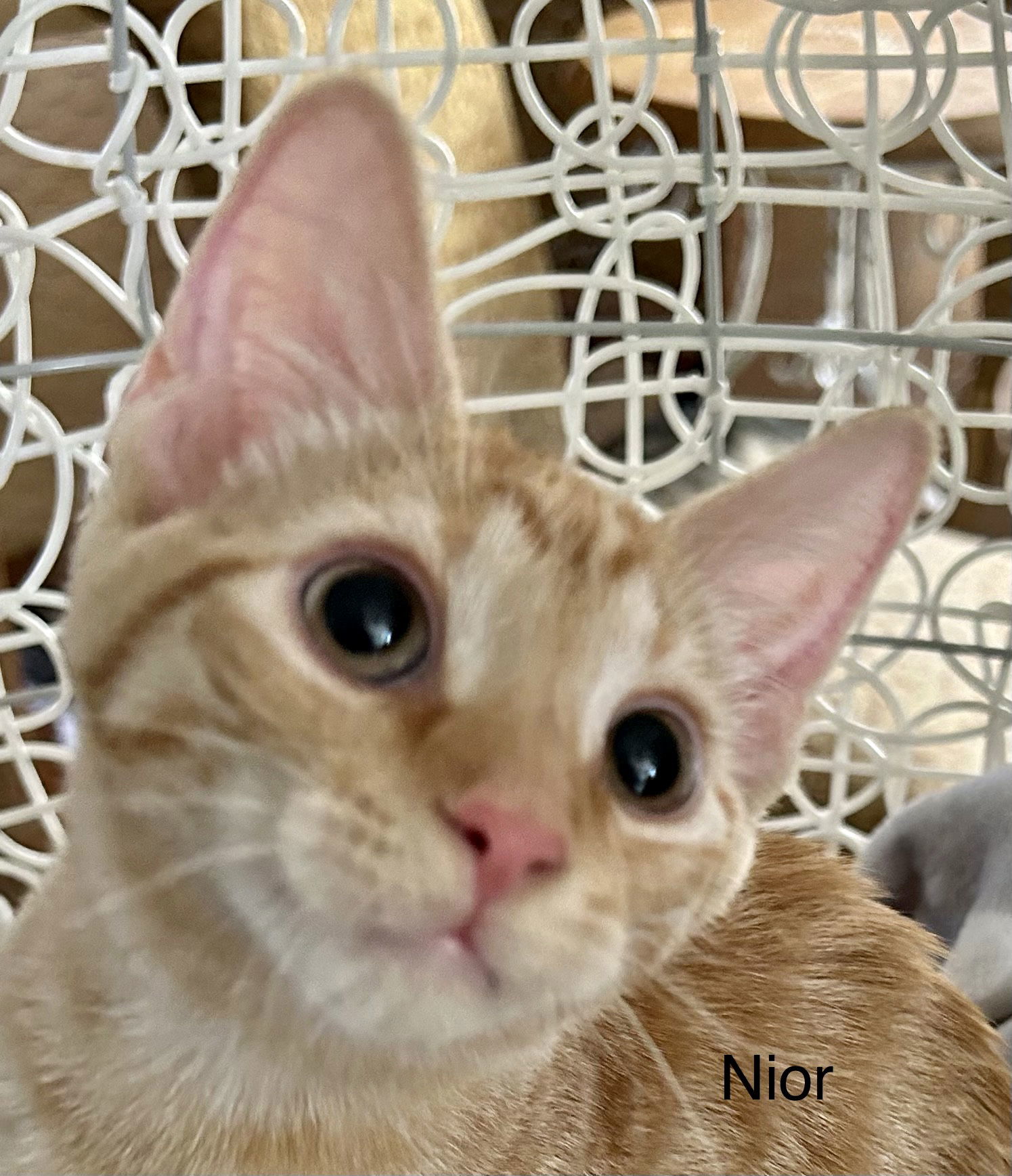 Noir