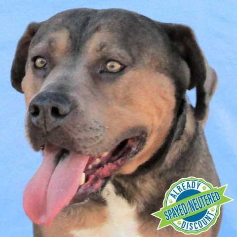 Chelsea, an adoptable Mixed Breed in Las Cruces, NM, 88012 | Photo Image 1