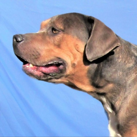 Chelsea, an adoptable Mixed Breed in Las Cruces, NM, 88012 | Photo Image 2
