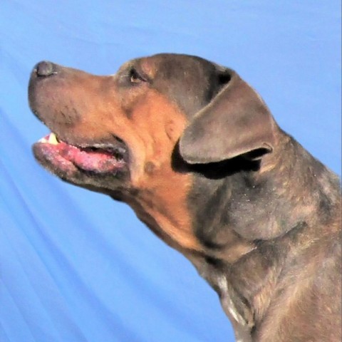 Chelsea, an adoptable Mixed Breed in Las Cruces, NM, 88012 | Photo Image 3
