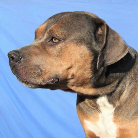 Chelsea, an adoptable Mixed Breed in Las Cruces, NM, 88012 | Photo Image 4