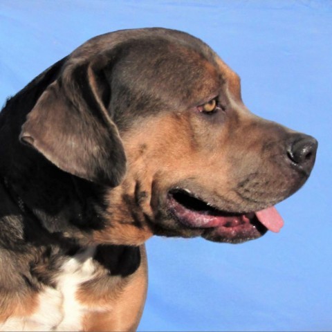 Chelsea, an adoptable Mixed Breed in Las Cruces, NM, 88012 | Photo Image 5