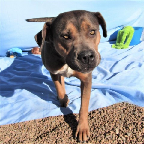 Chelsea, an adoptable Mixed Breed in Las Cruces, NM, 88012 | Photo Image 6