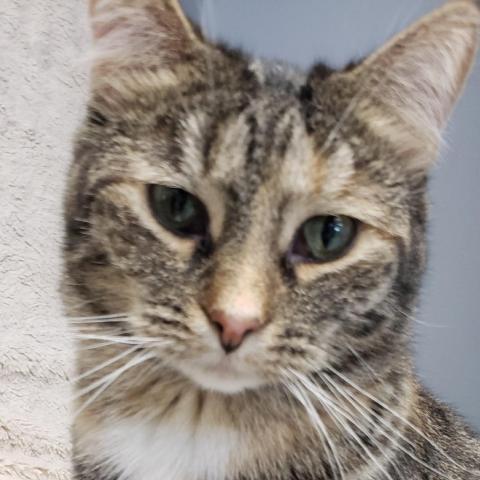 Cara, an adoptable Domestic Short Hair in Carroll, IA, 51401 | Photo Image 2