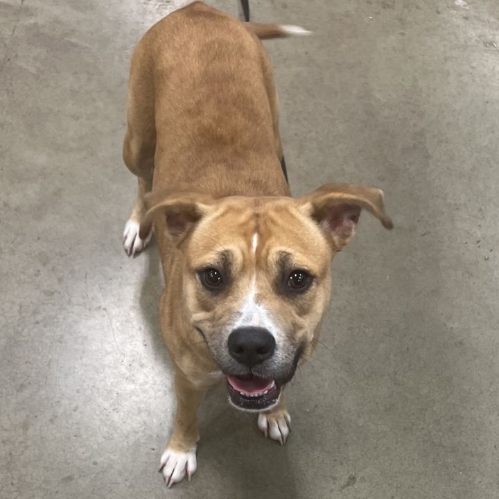 Dog for adoption Lucy, a Labrador Retriever Mix in Plymouth, MI