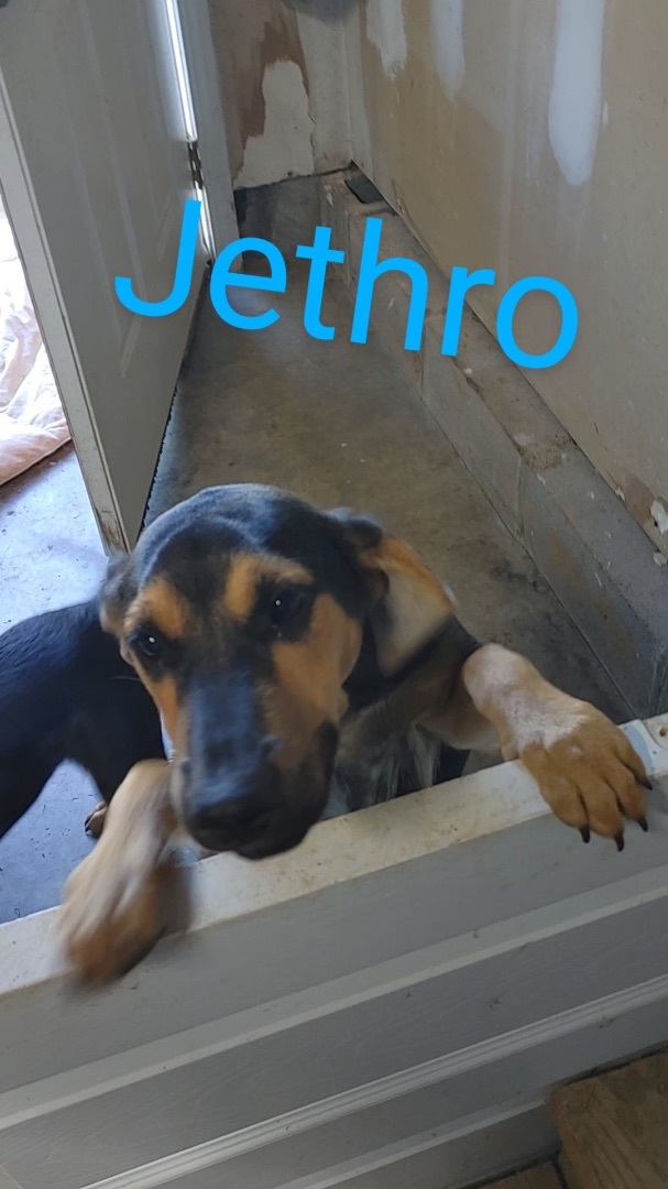 Jethro, an adoptable Black and Tan Coonhound Mix in Louisville, KY_image-2