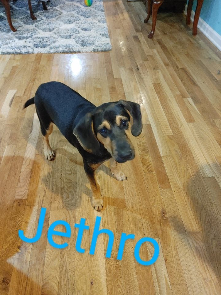Jethro, an adopted Black and Tan Coonhound Mix in Louisville, KY_image-1