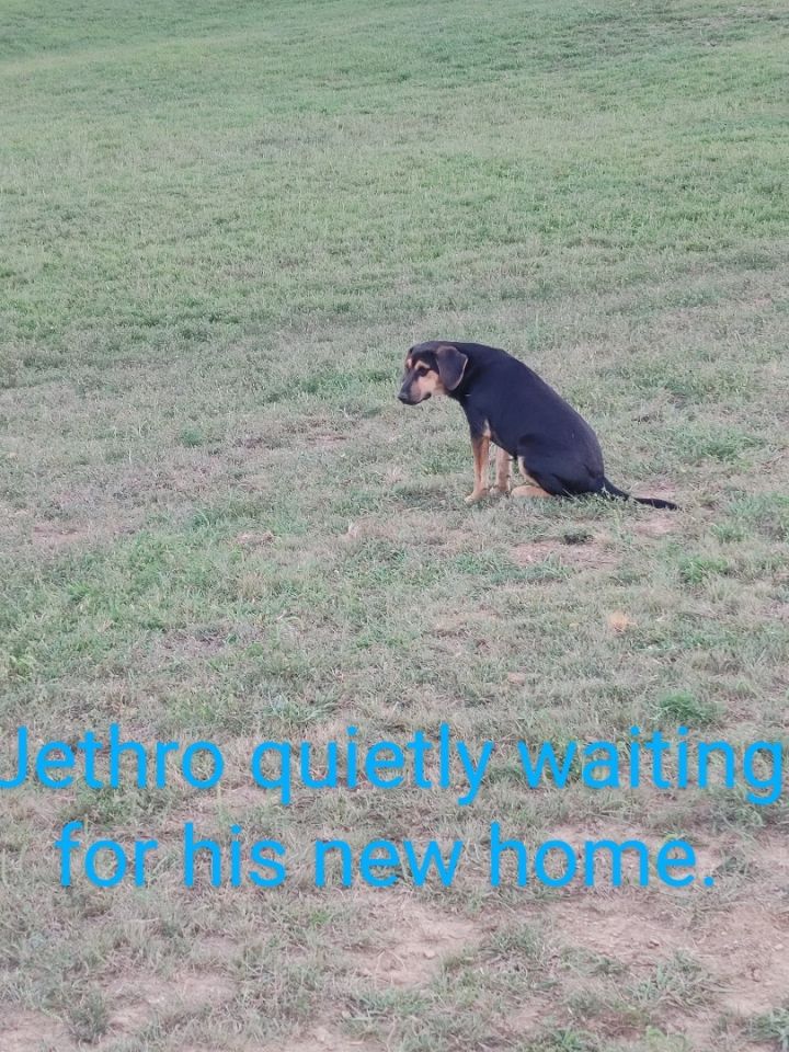 Jethro, an adoptable Black and Tan Coonhound Mix in Louisville, KY_image-3