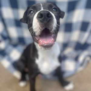 Dogs for Adoption Near Dillon, CO