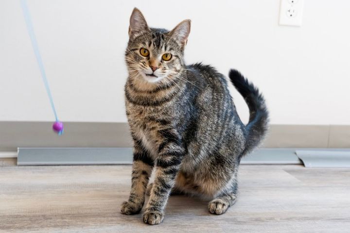 Amazon - Pending Adoption 2