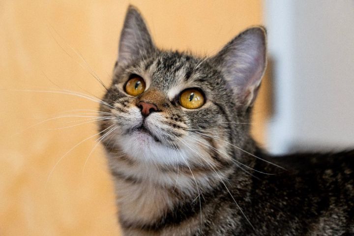 Amazon - Pending Adoption 1