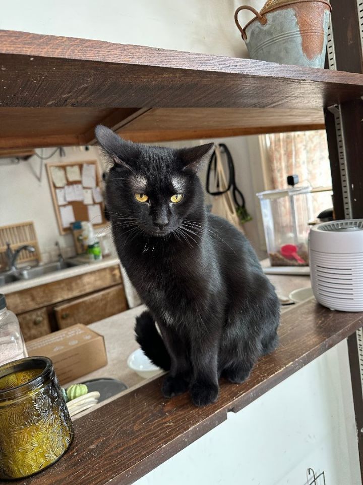 Lucifer - Pending Adoption 6