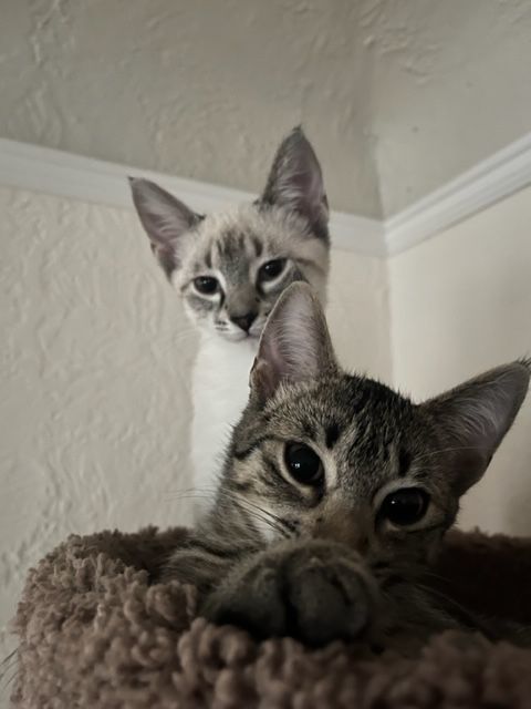 Hansel and Gretel (Bonded Pair), an adopted Domestic Short Hair in Minneapolis, MN_image-1