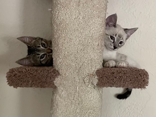 Hansel and Gretel (Bonded Pair) 3
