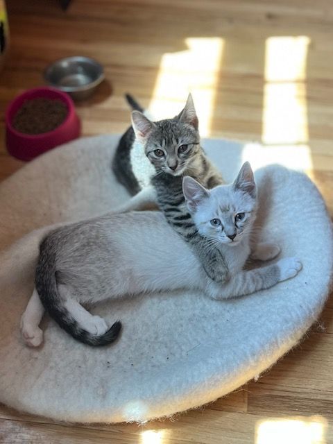 Hansel and Gretel (Bonded Pair) 6