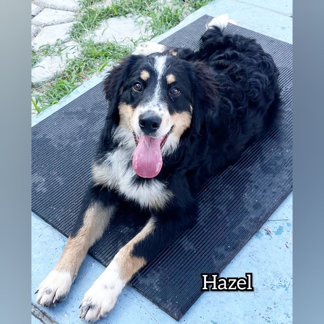 Hazel, an adoptable Bernedoodle in Fredericksburg, VA, 22408 | Photo Image 5