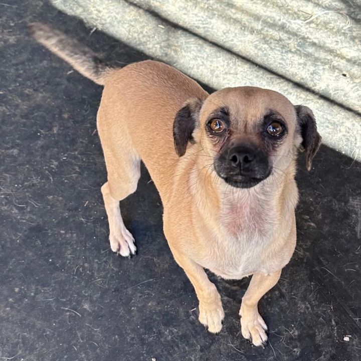 Chihuahua and a cheap pug mix