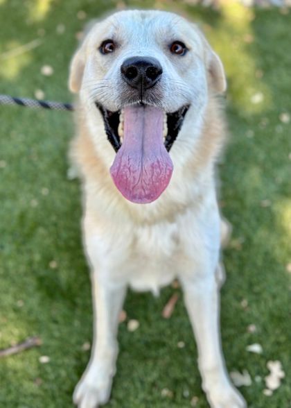 Wrigley, an adoptable Akbash in Red Bluff, CA, 96080 | Photo Image 1