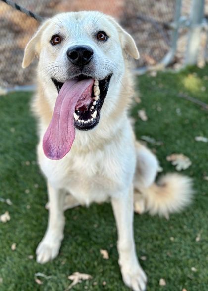 Wrigley, an adoptable Akbash in Red Bluff, CA, 96080 | Photo Image 2