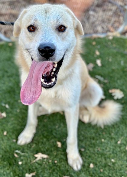 Wrigley, an adoptable Akbash in Red Bluff, CA, 96080 | Photo Image 3