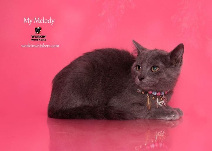 MY MELODY, an adoptable Russian Blue & Domestic Short Hair Mix in Murrieta, CA_image-1
