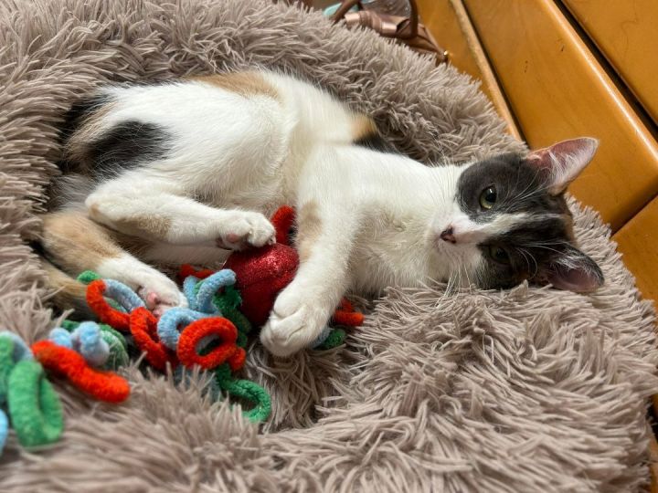SPOTTIE DOTTIE, an adoptable Dilute Calico & Domestic Short Hair Mix in Murrieta, CA_image-1