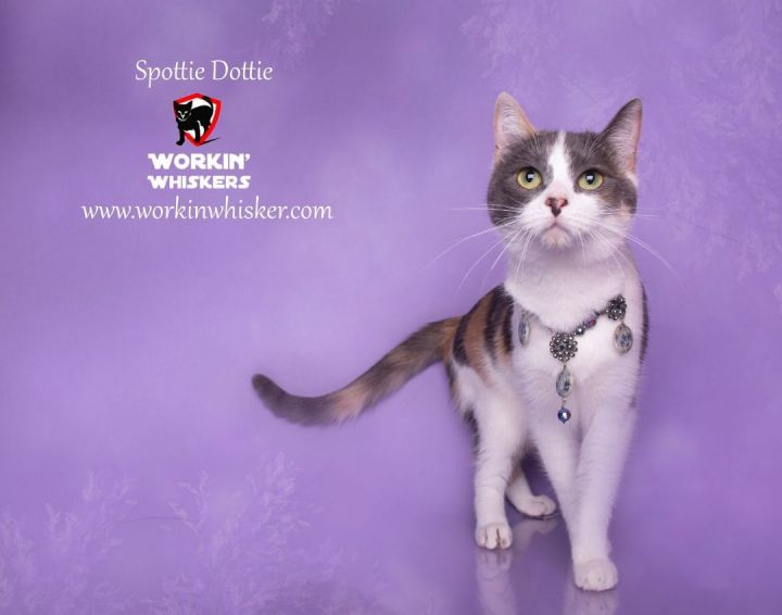 SPOTTIE DOTTIE 4