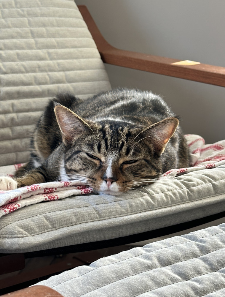 Nougat, an adoptable Domestic Short Hair in Nashville, TN, 37207 | Photo Image 5