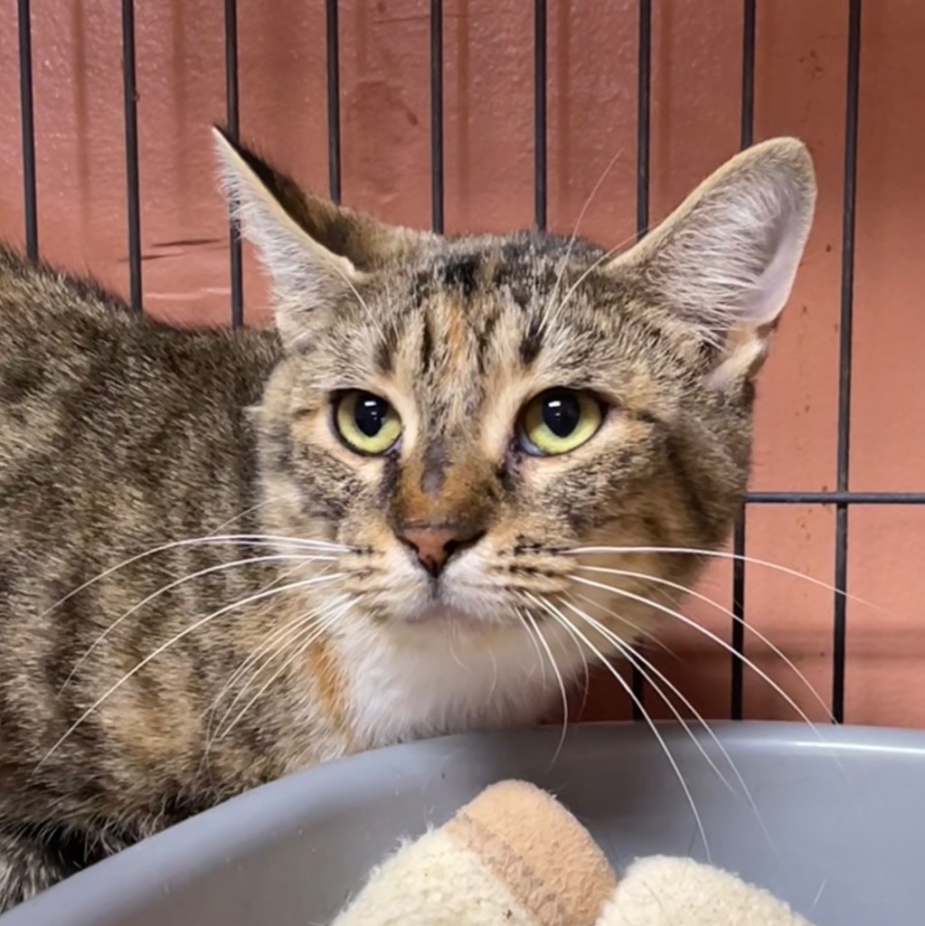 FOOFI, an adoptable Domestic Short Hair in Battle Creek, MI, 49017 | Photo Image 2