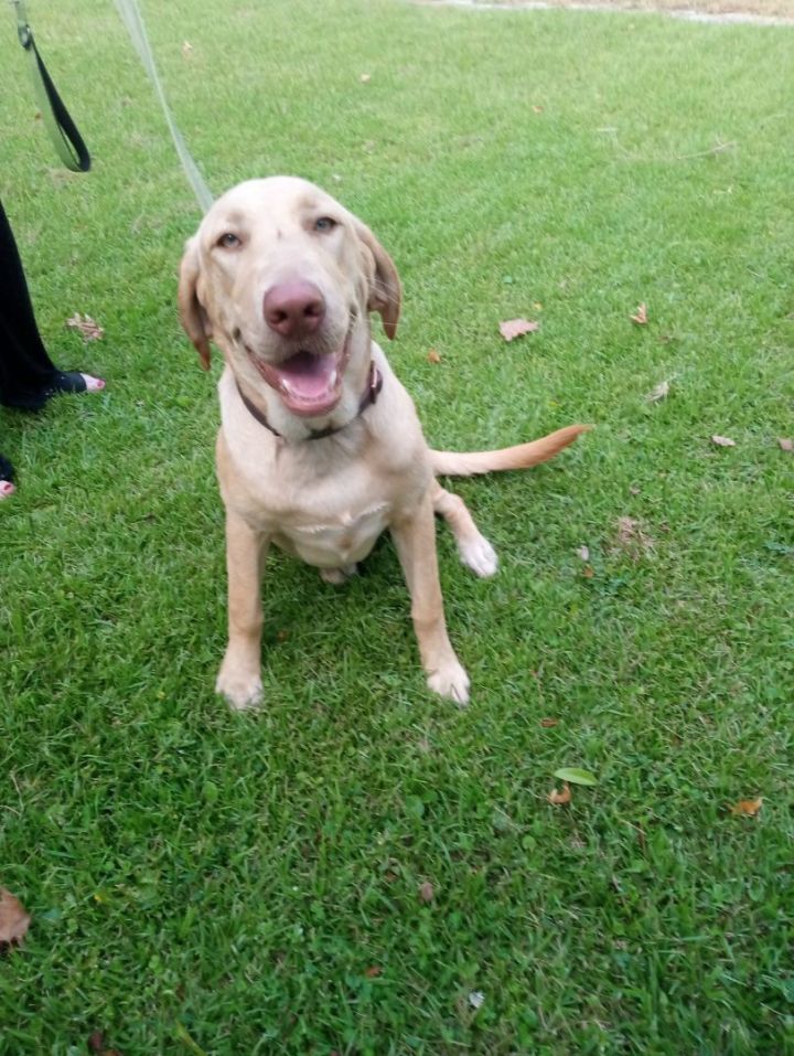 Lilly, an adoptable Yellow Labrador Retriever in Saint Augustine, FL_image-2