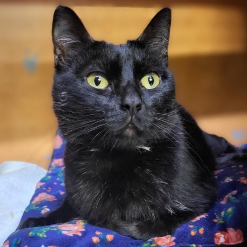 Akasha, an adoptable Domestic Short Hair in Austin, TX, 78704 | Photo Image 1