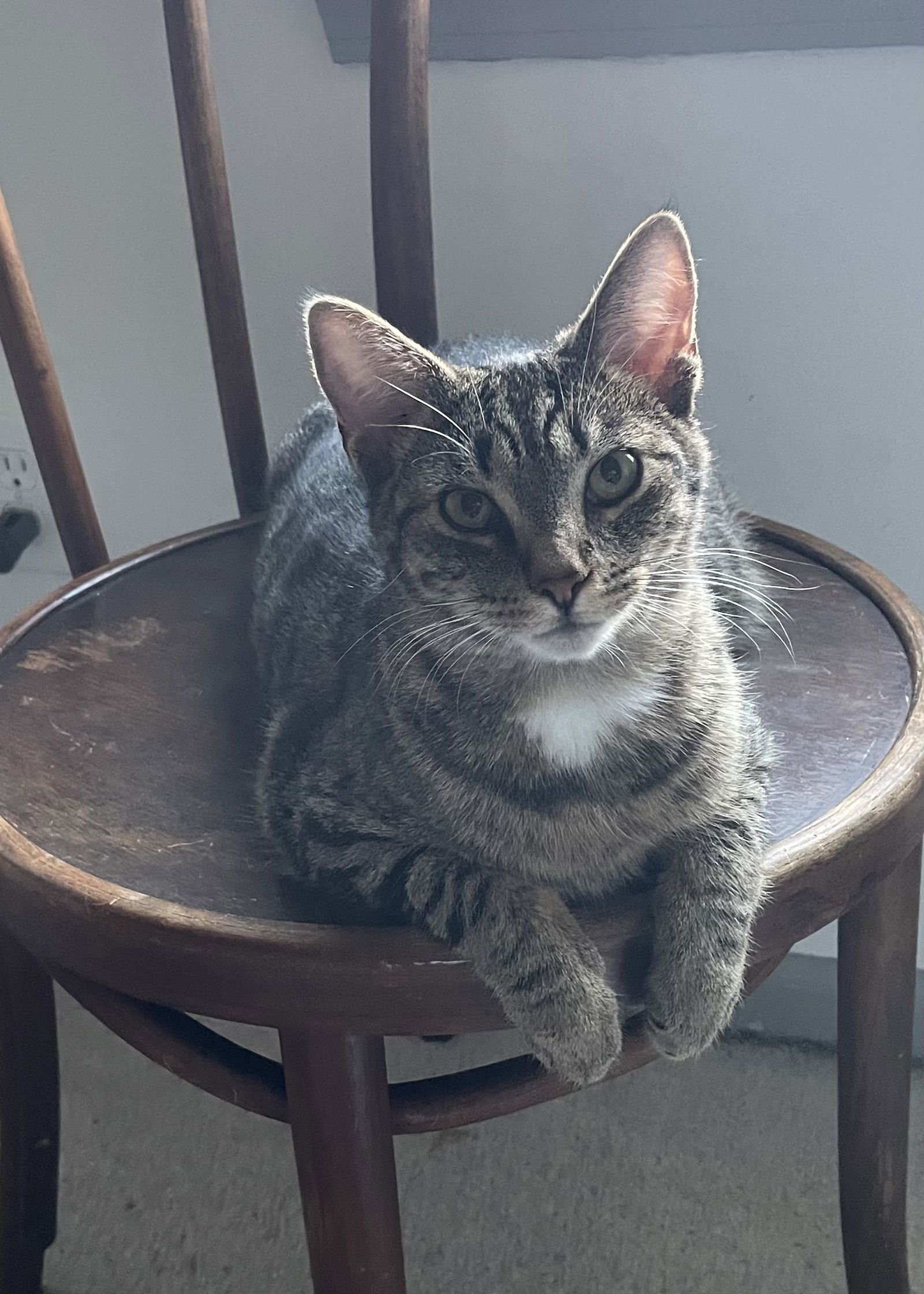 Pepsi, an adoptable Tabby, Domestic Short Hair in Lexington, SC, 29071 | Photo Image 1