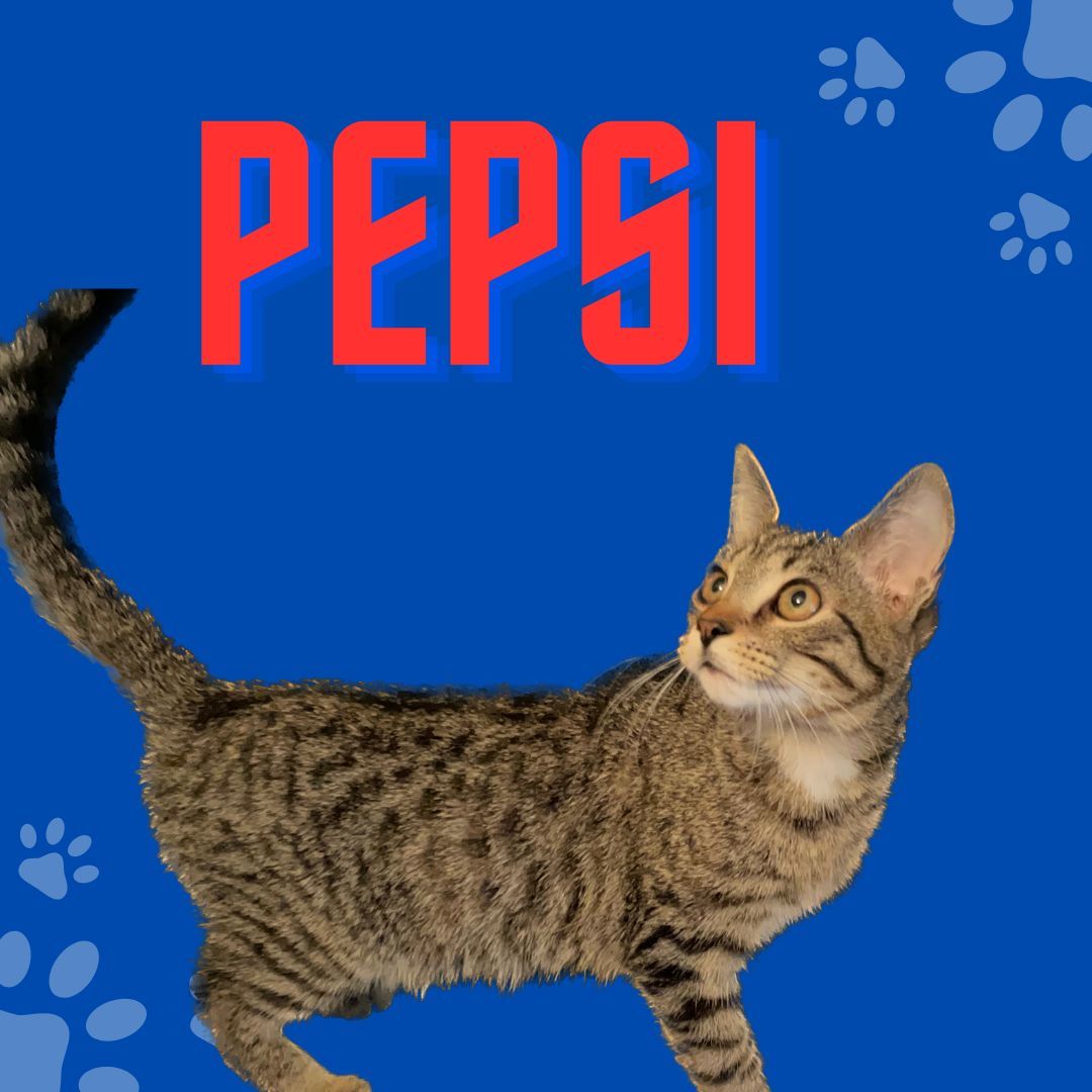 Pepsi, an adoptable Tabby, Domestic Short Hair in Lexington, SC, 29071 | Photo Image 2