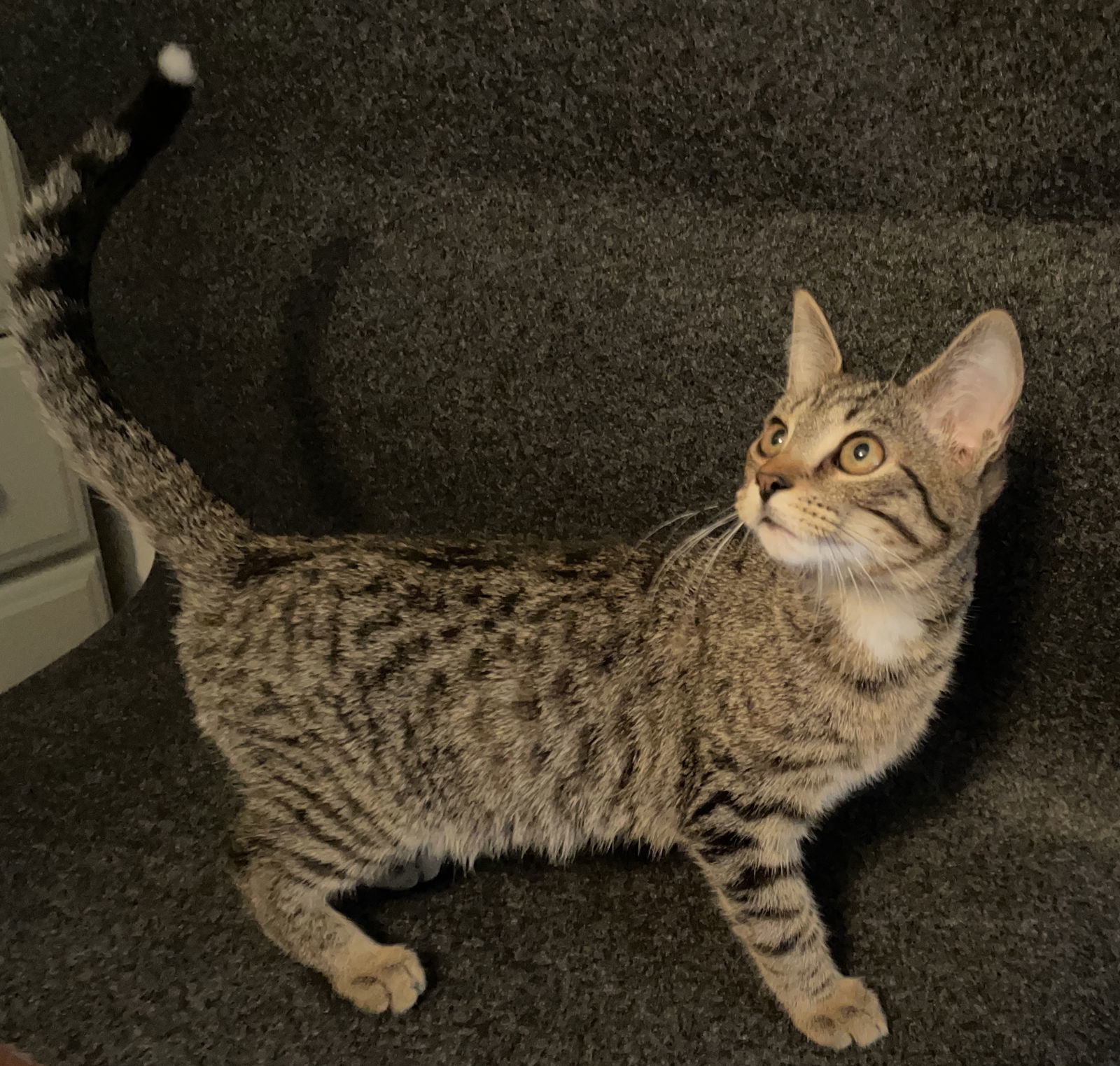 Pepsi, an adoptable Tabby, Domestic Short Hair in Lexington, SC, 29071 | Photo Image 3