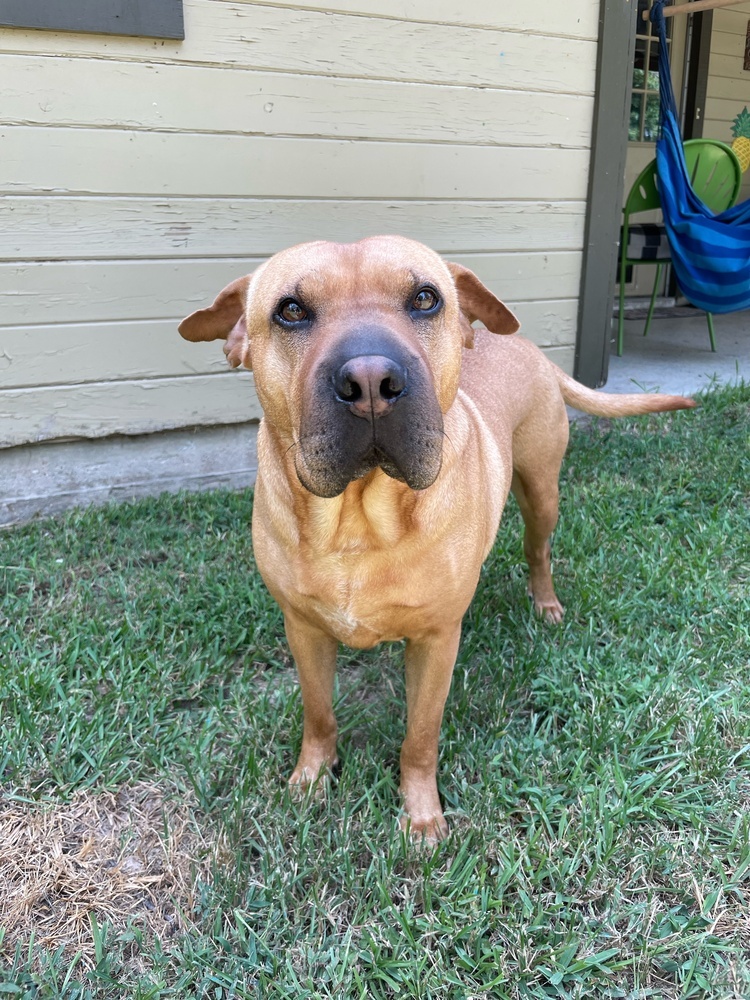 Shar pei best sale pitbull boxer mix