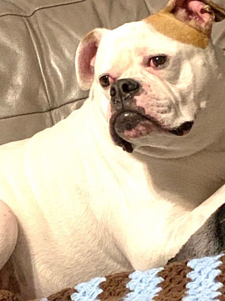 Dog for adoption Beatrice CROSS POST ONLY an American Bulldog