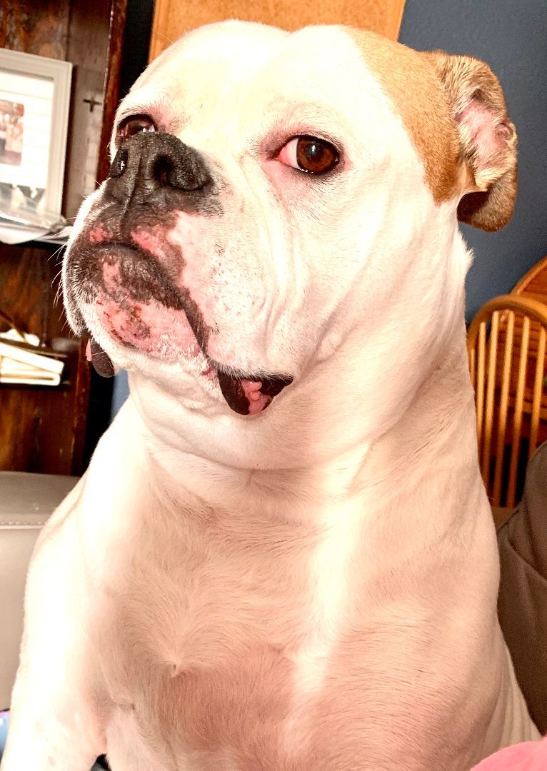 Beatrice- CROSS POST ONLY, an adoptable American Bulldog in Tomah, WI, 54660 | Photo Image 4
