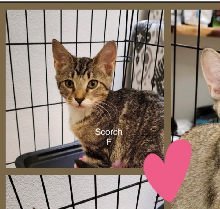 Scorch , an adoptable Domestic Short Hair & Tabby Mix in Bend, OR_image-2