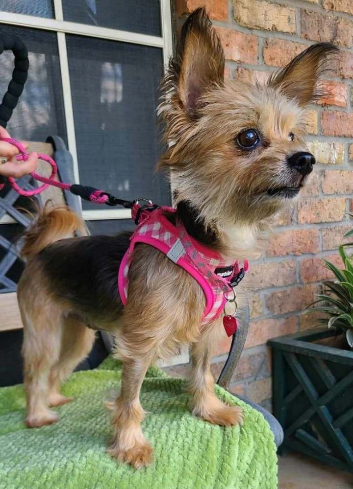 Dog for adoption SADIE a Yorkshire Terrier Norwich Terrier