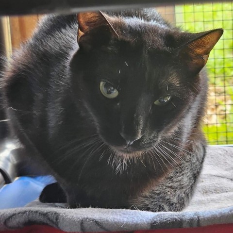 Dani, an adoptable Domestic Short Hair in Enterprise, AL, 36330 | Photo Image 1