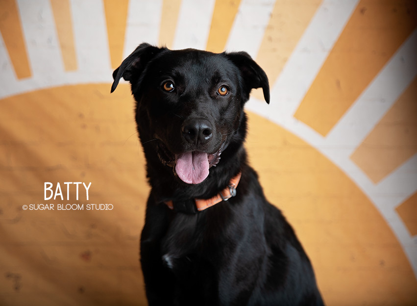 Batty aka Batman, an adoptable Labrador Retriever in Littleton, CO, 80126 | Photo Image 1