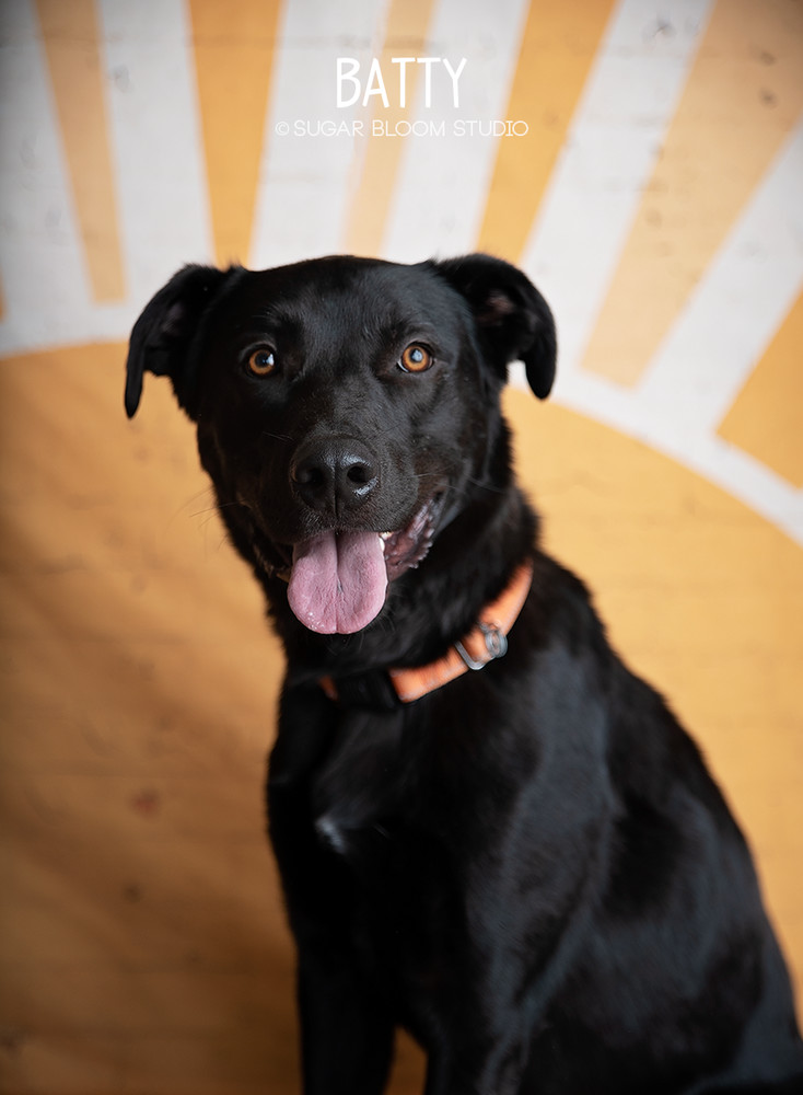 Batty aka Batman, an adoptable Labrador Retriever in Littleton, CO, 80126 | Photo Image 2