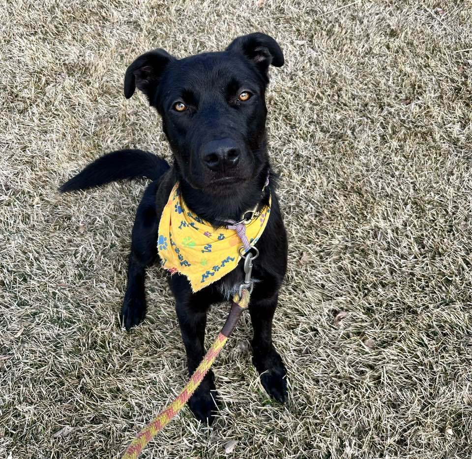 Batty aka Batman, an adoptable Labrador Retriever in Littleton, CO, 80126 | Photo Image 3