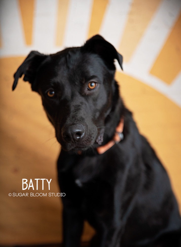 Batty aka Batman, an adoptable Labrador Retriever in Littleton, CO, 80126 | Photo Image 4