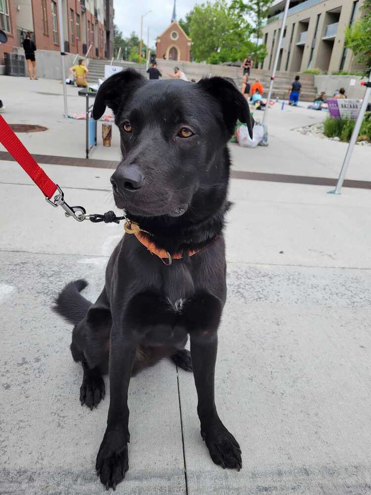 Batty aka Batman, an adoptable Labrador Retriever in Littleton, CO, 80126 | Photo Image 5