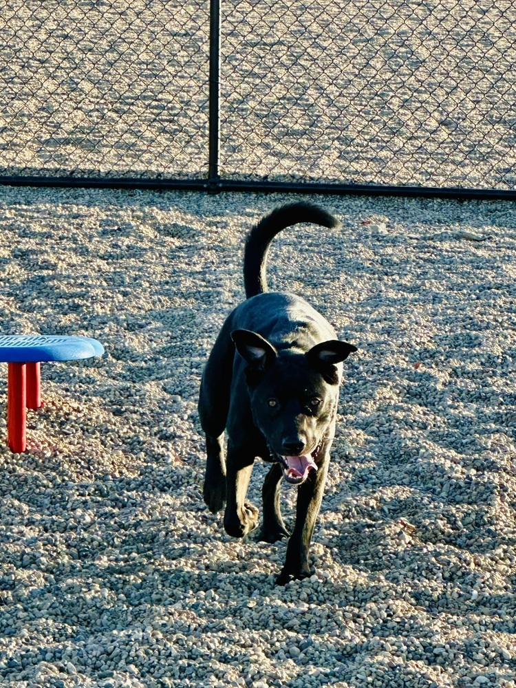 Batty aka Batman, an adoptable Labrador Retriever in Littleton, CO, 80126 | Photo Image 6