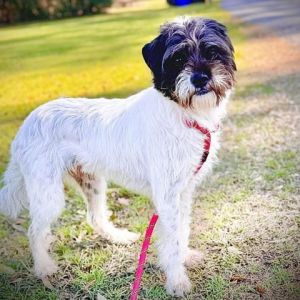 Introducing Peanut a 2-year-old 20lb Terrier full of life and love Rescued from Bell County Anima