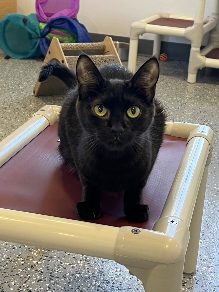 Gorgon, an adoptable Domestic Short Hair in Oakdale, CA, 95361 | Photo Image 1