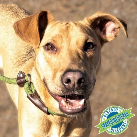 Havana, an adoptable Mixed Breed in Las Cruces, NM, 88012 | Photo Image 1